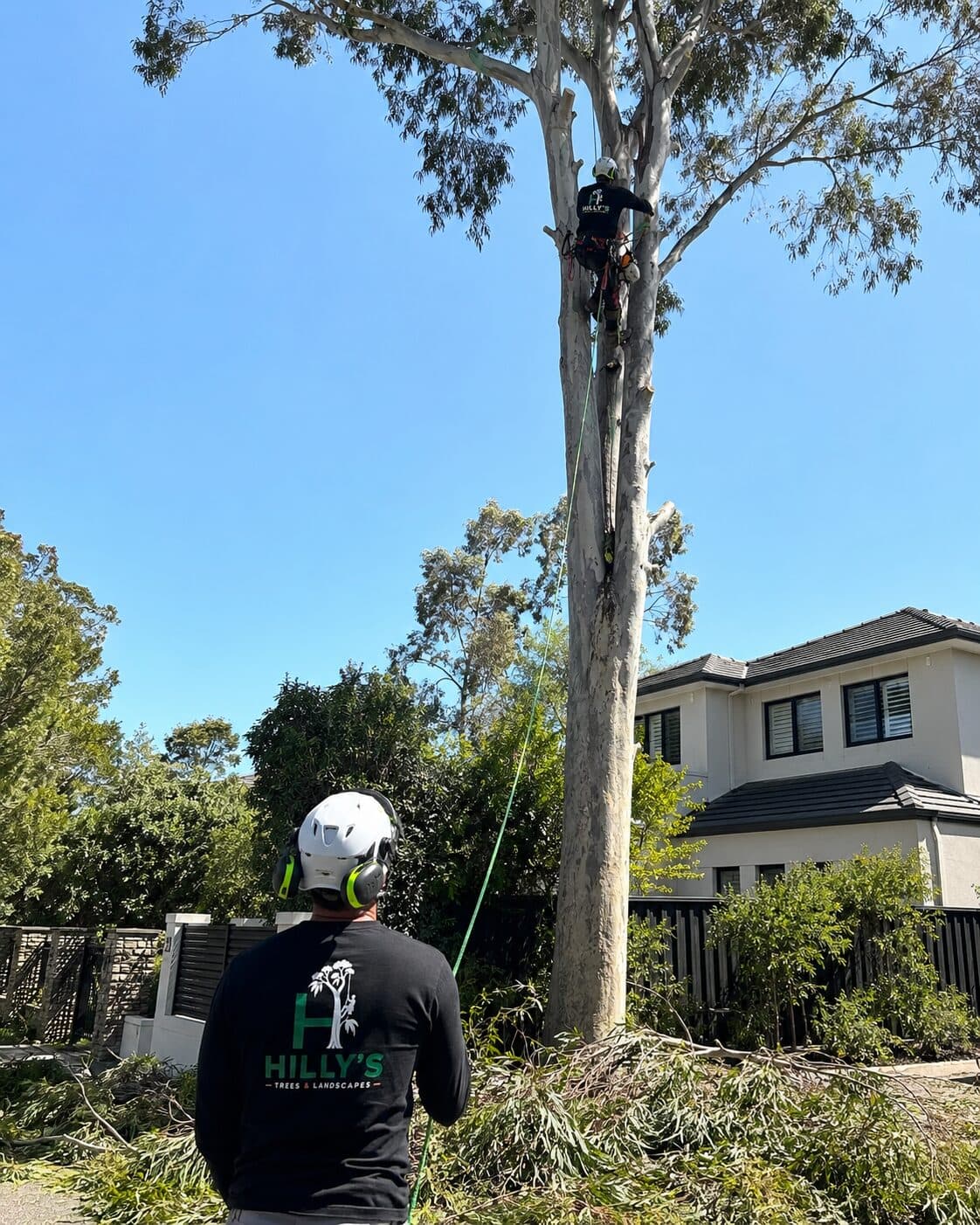 Climbing arborist working high in a Melbourne eucalyptus with a ground arborist watching the line