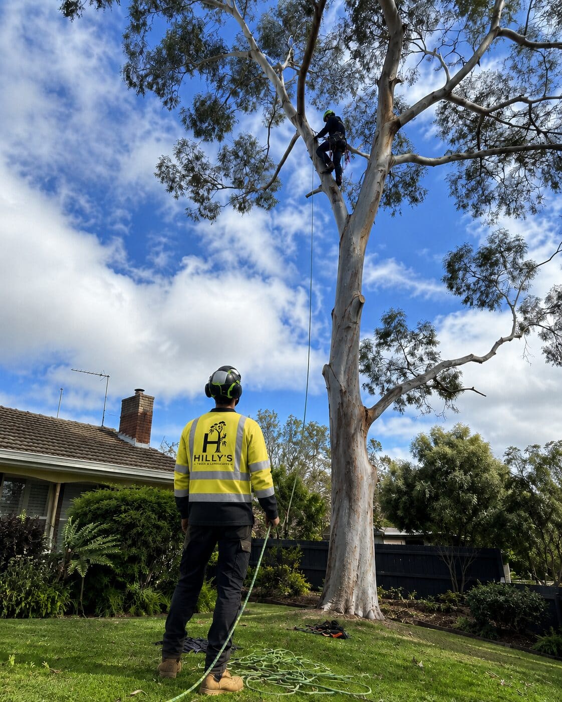 Climbing arborist working a mature Melbourne ghost gum with a ground arborist watching the line