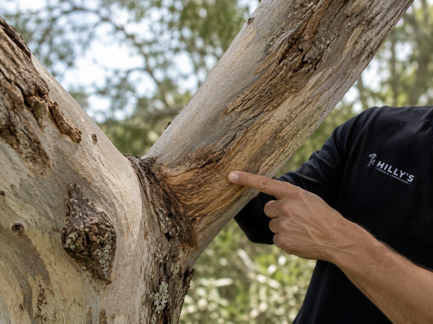 Tree Health Care
